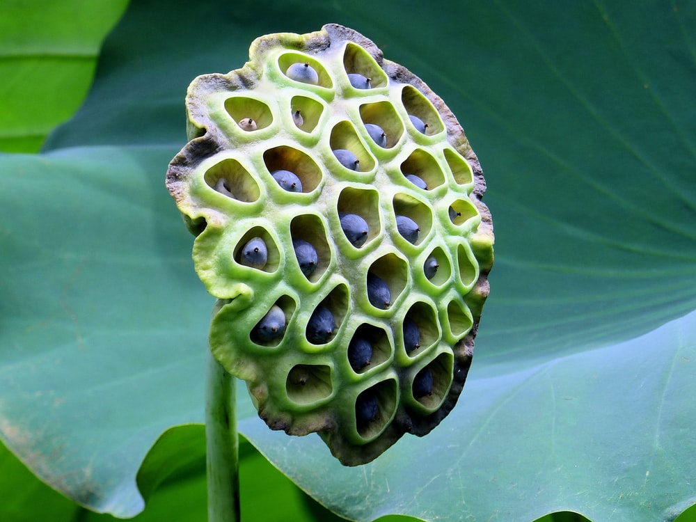 Lotous Seed Pod Art