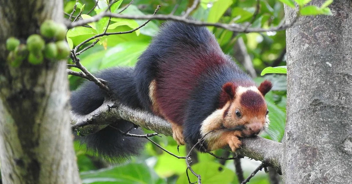 Malabar Giant Squirrel In Tree