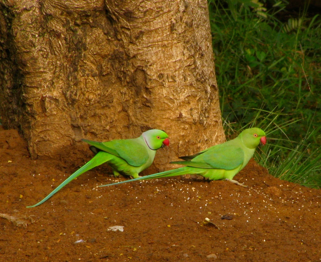 Male Female Parrots