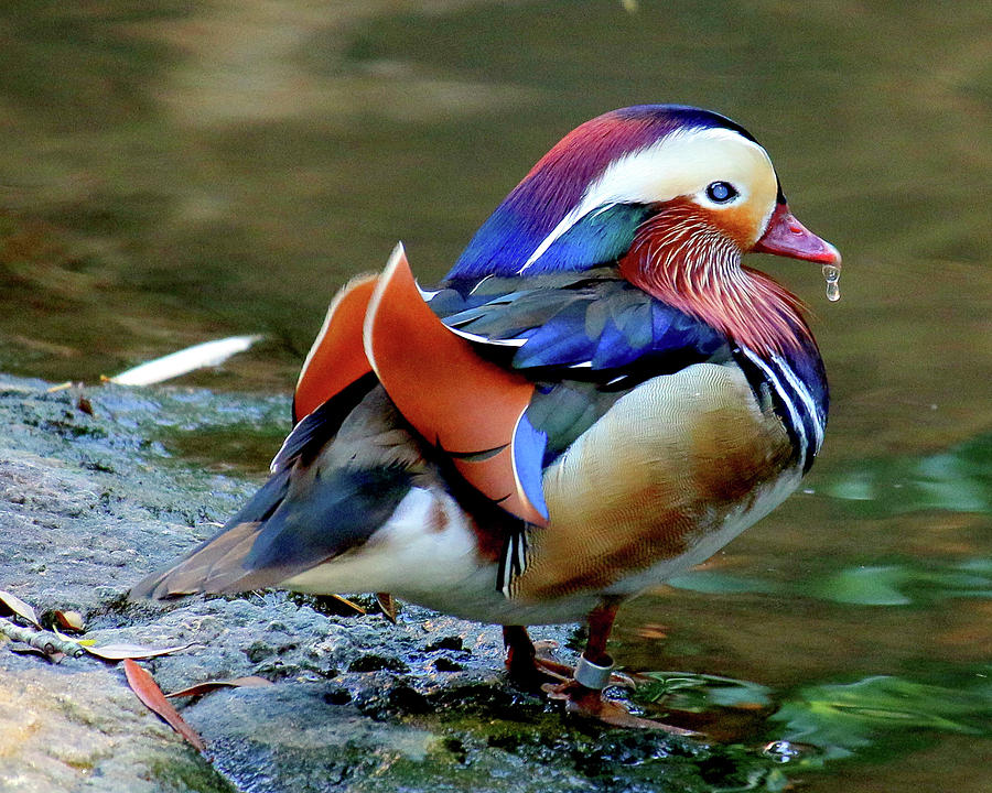 Male Mandarin Duck Pics