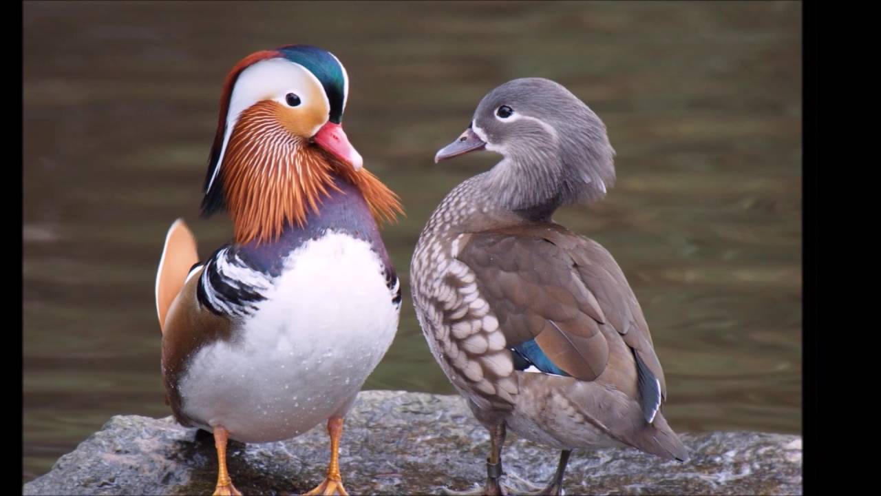Mandarin Duck Male And Female
