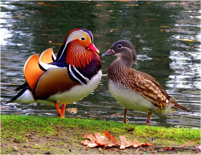 Mandarine Ducks Image