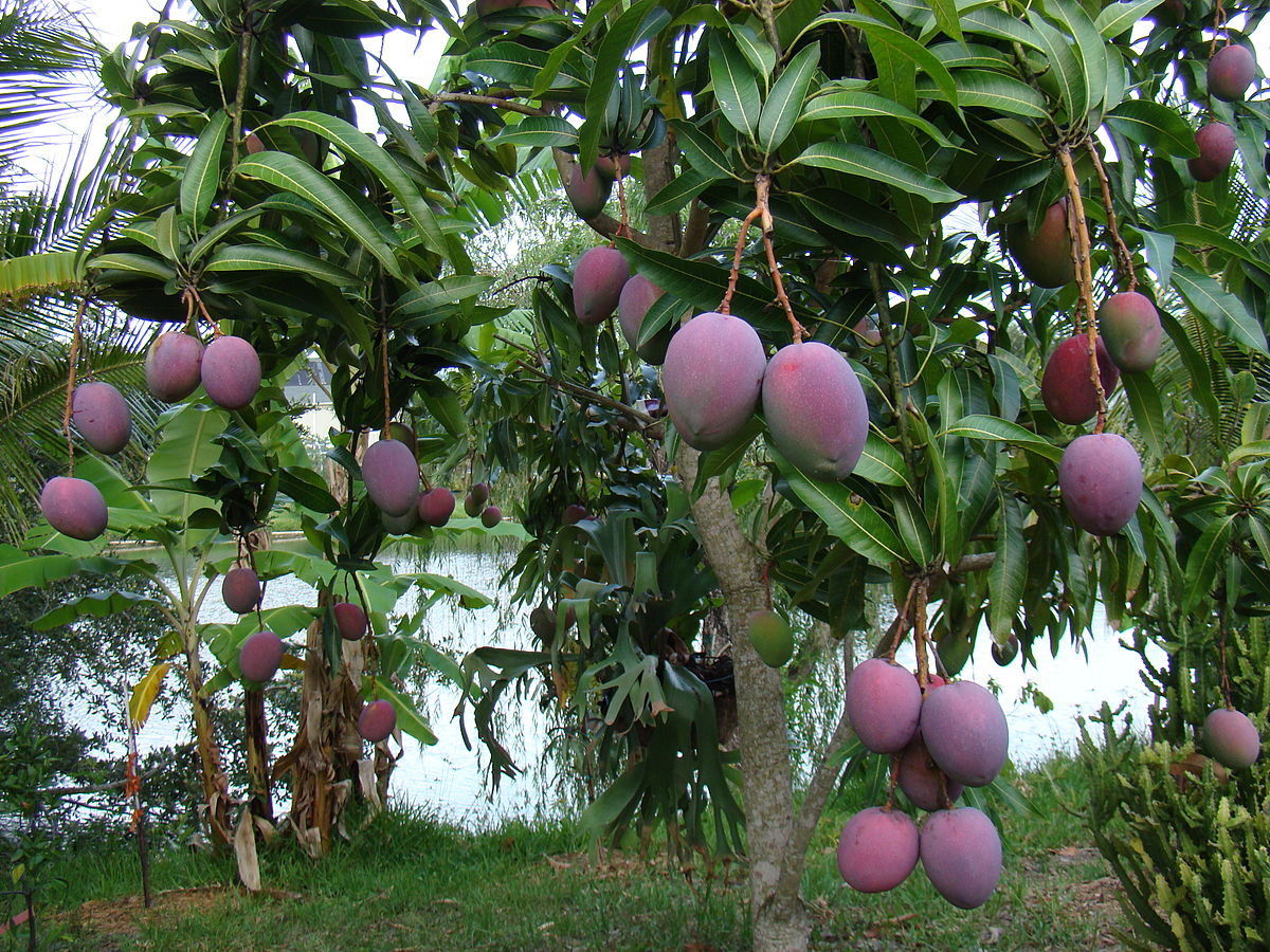 Mango Tree Picture