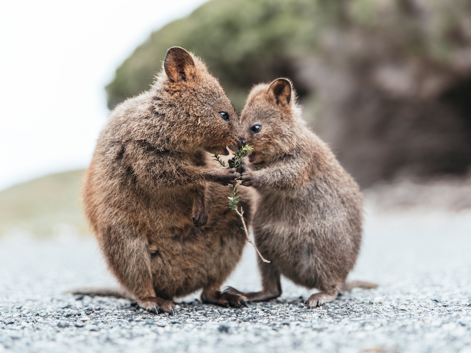 Mother And Baby Quokka Eating Green Twigs Stills