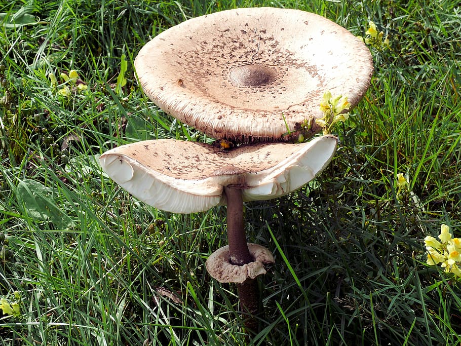Mushroom Nature Photo