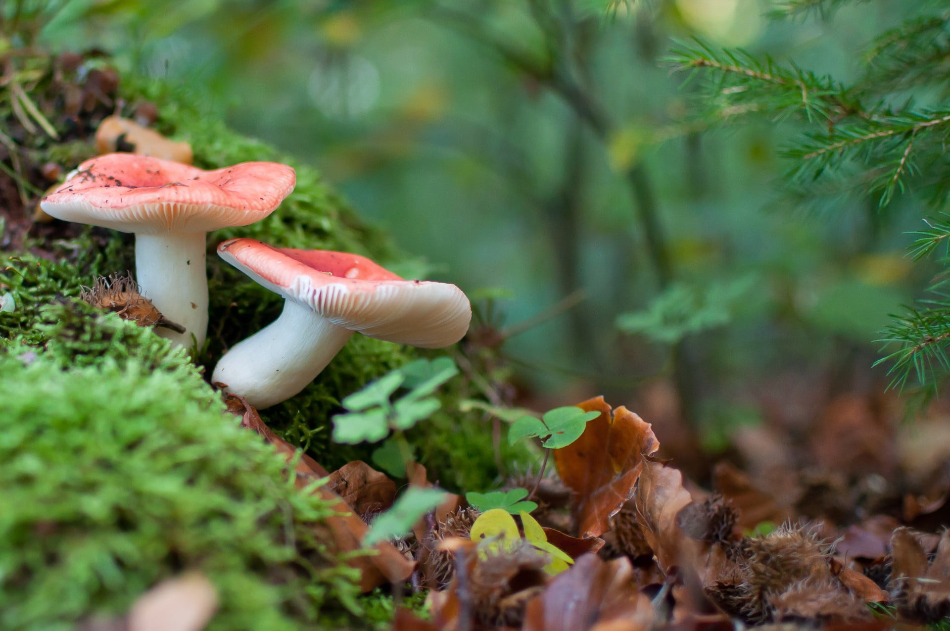 Mushroom Photography