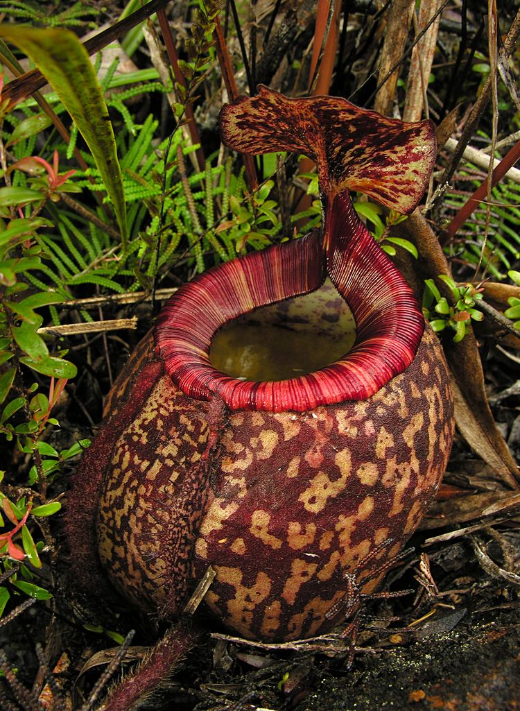 Nepenthes Peltata Image