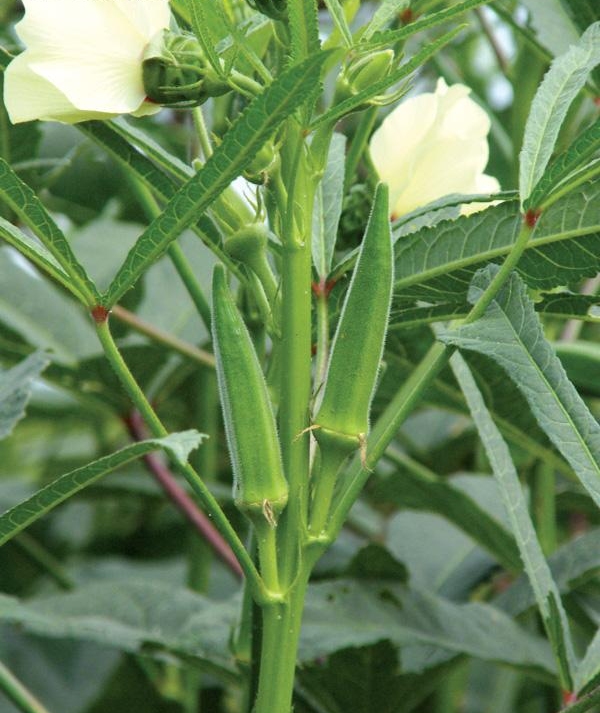 Okra Plant Image