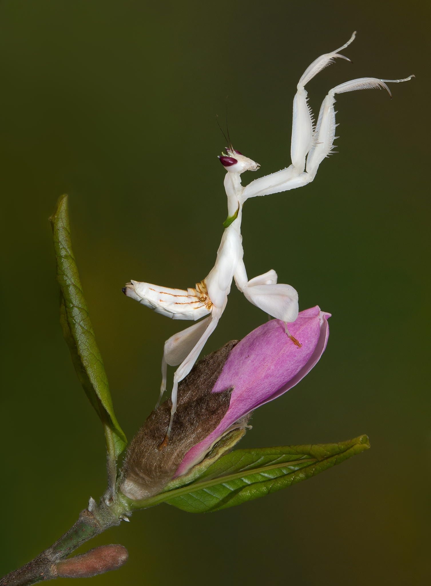 Orchid Mantis Beautiful Pic