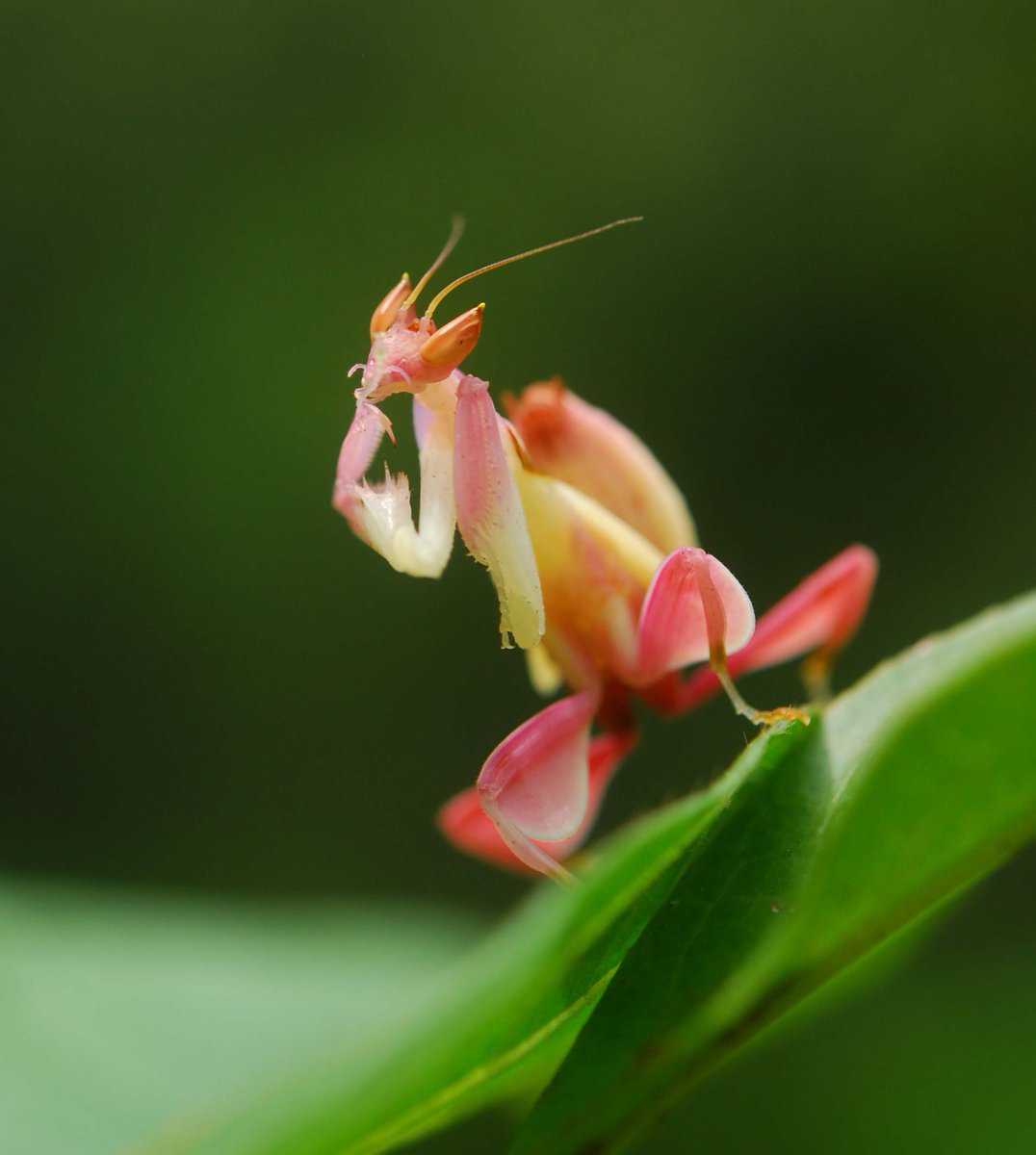 Orchid Mantis In Pink Color