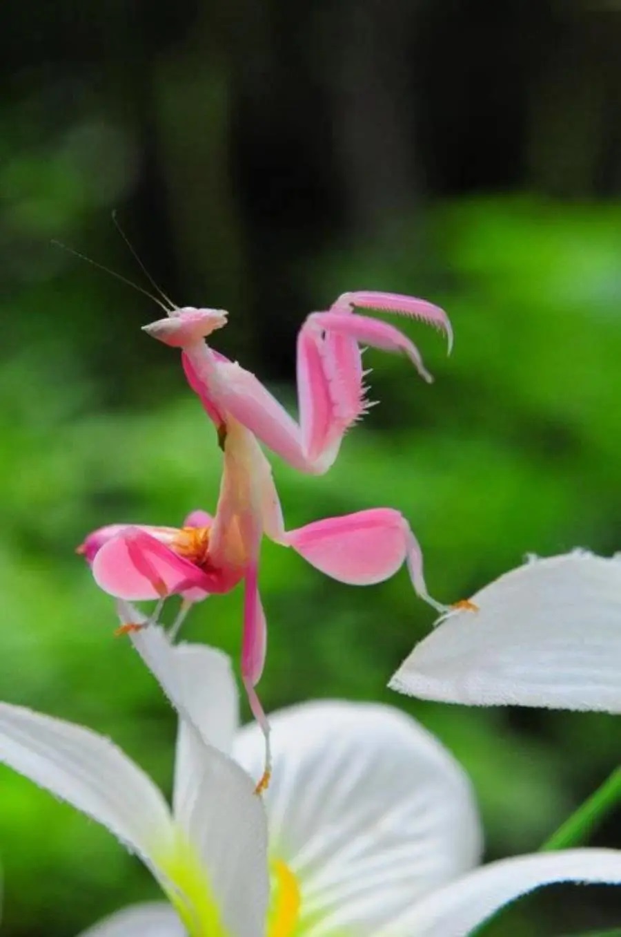 Orchid Mantis Photos