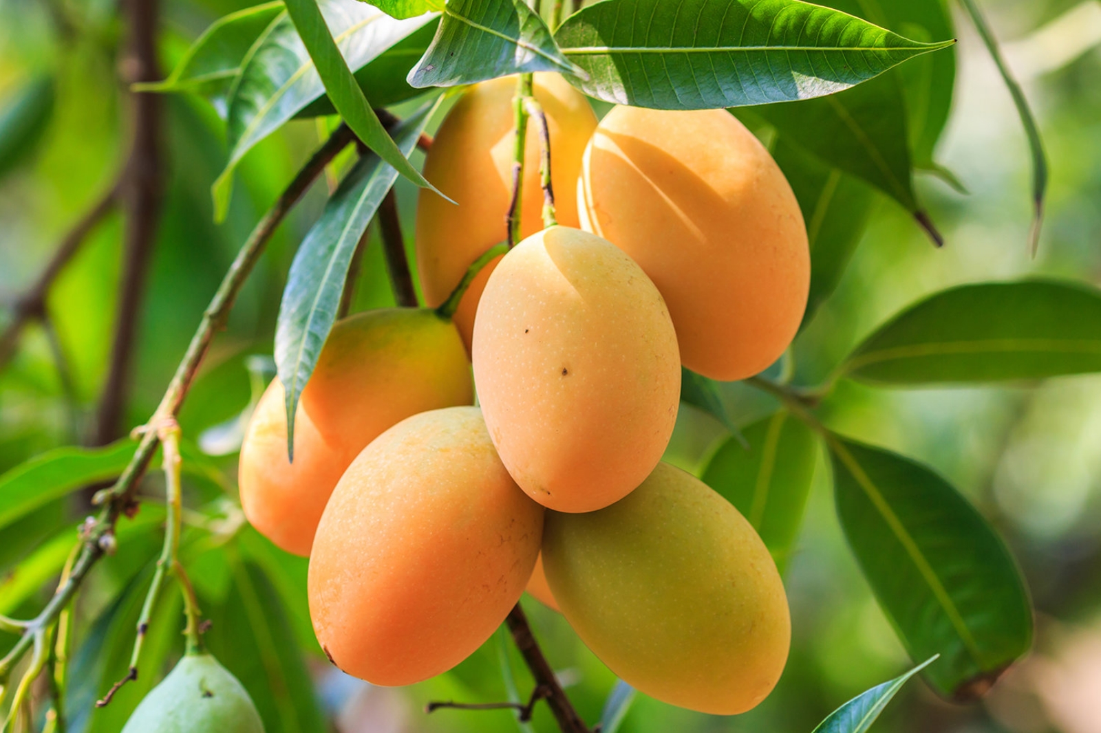 Organic Mango Image