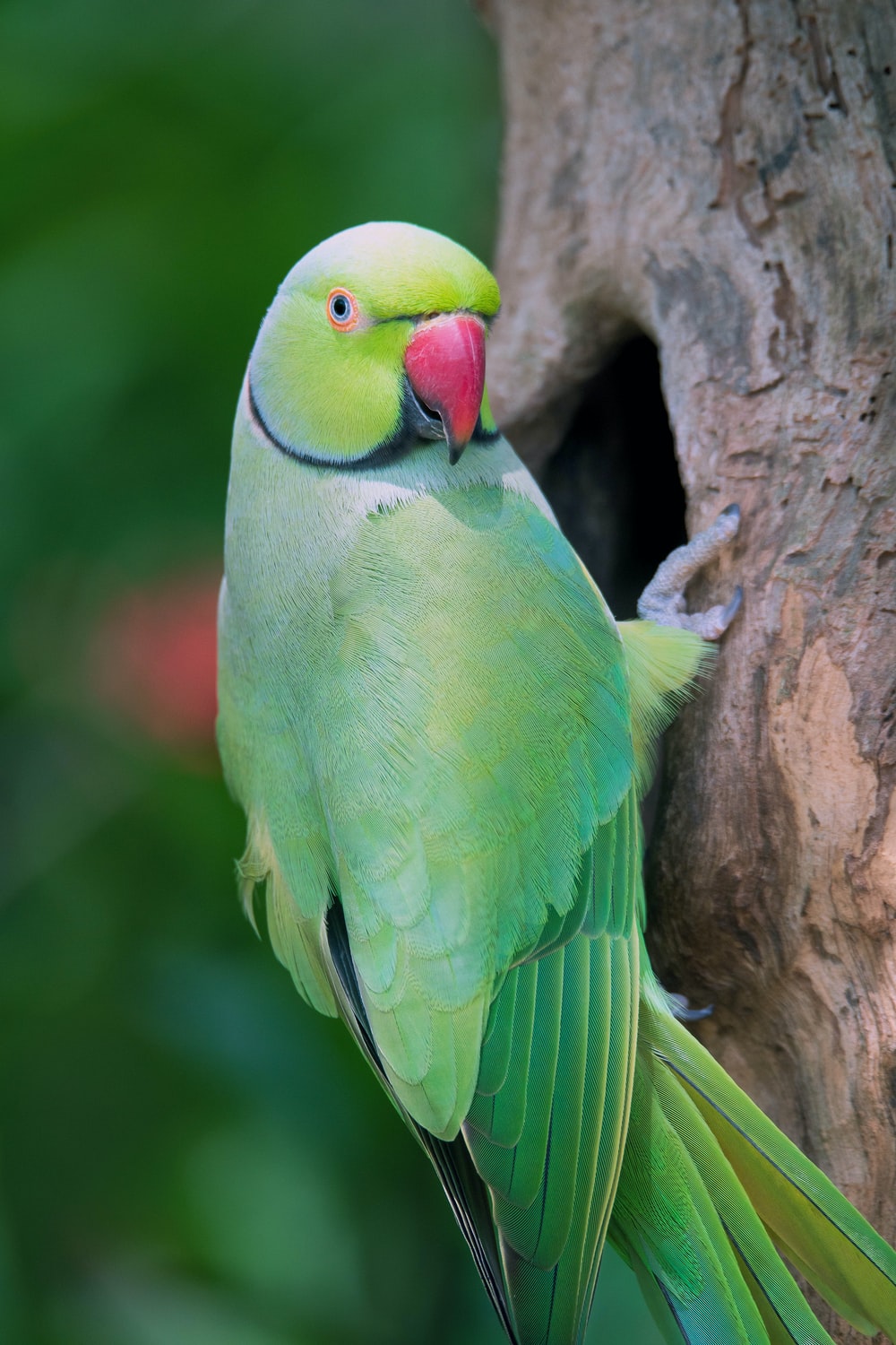 Parrot On Nest Pics