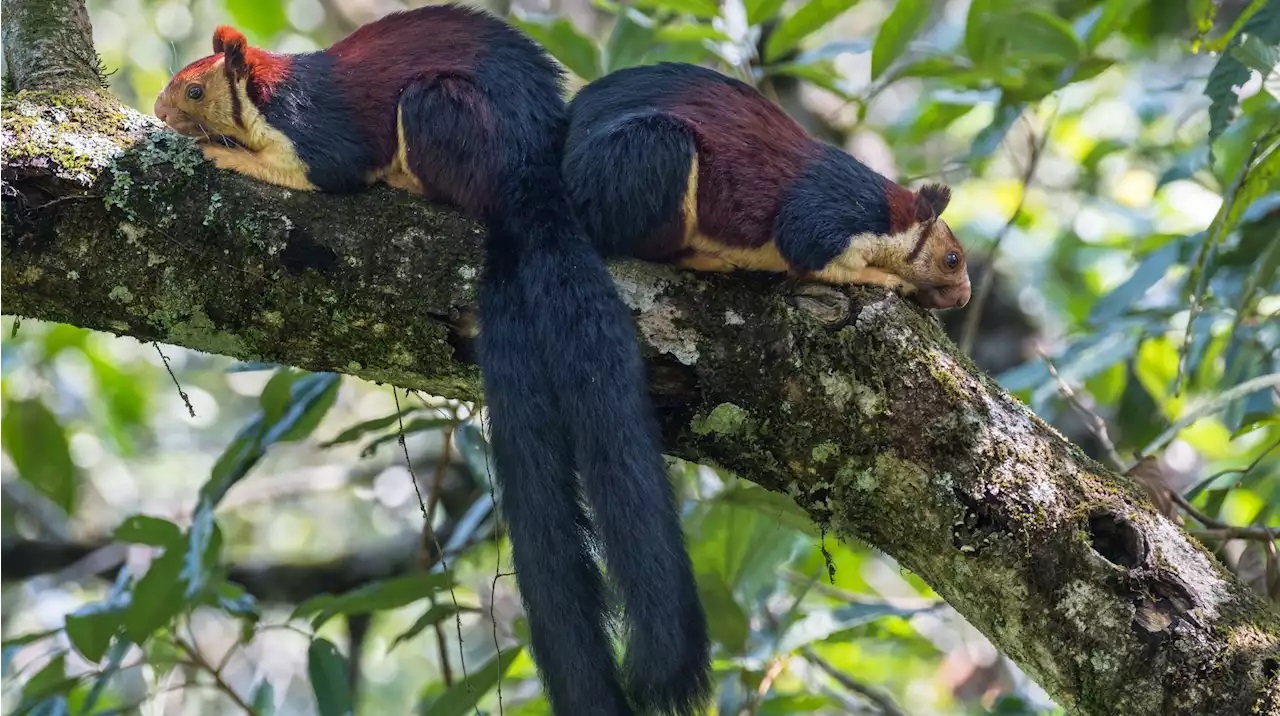 Photos Of Indias Gorgeous Malabar Squirrels