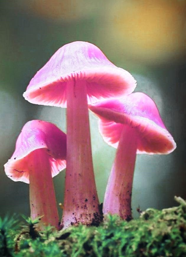 Pink Mushroom Images