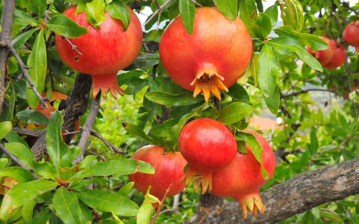 Pomegranate Tree Pictures
