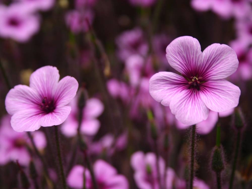 Purple Color Flower Image