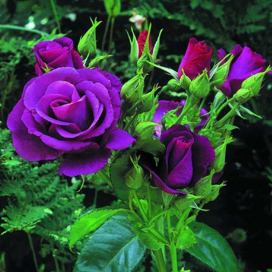 Purple Color Rose Image