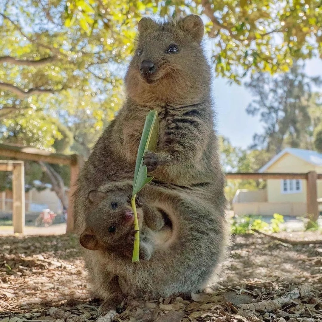 Quokka With Little One Pic
