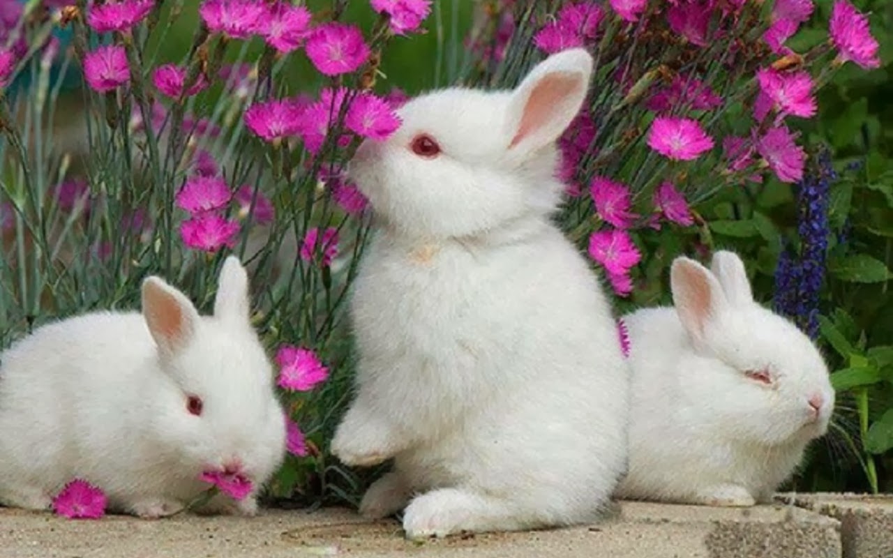 Rabbit Cute Wallpaper