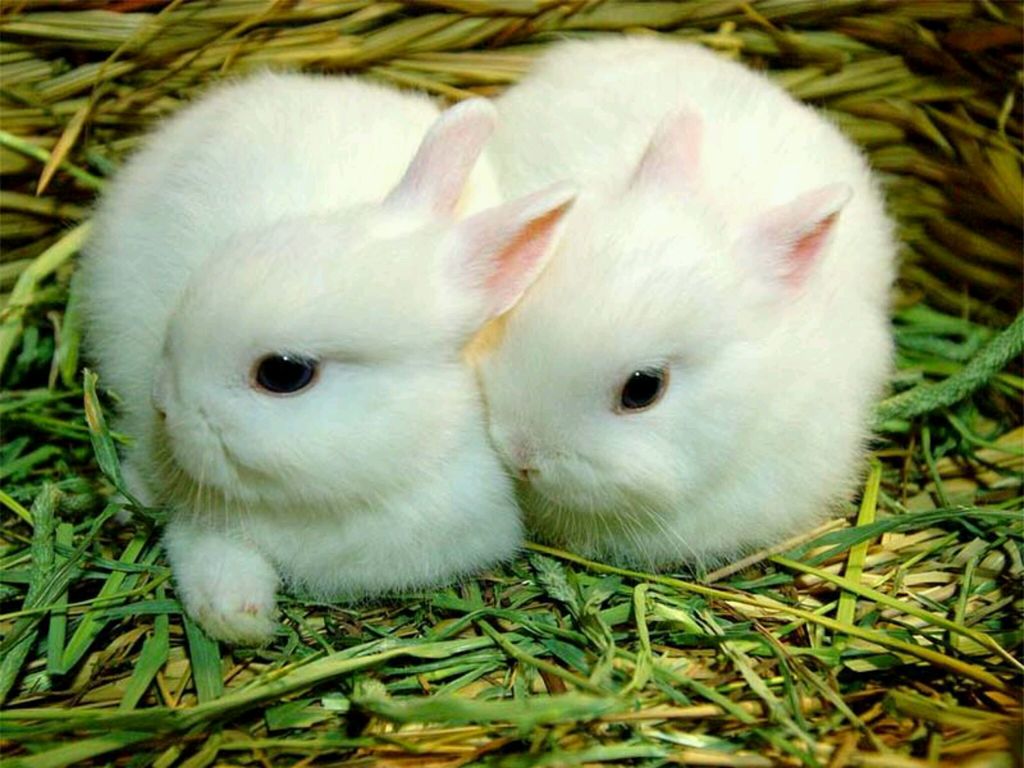 Rabbit Photography