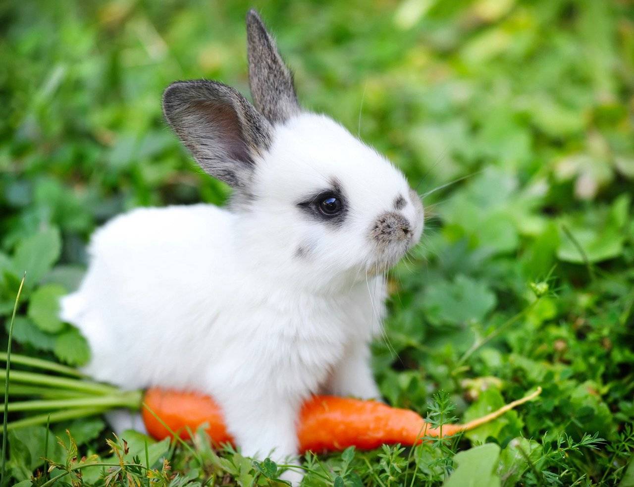 Rabbit With Carrot Still