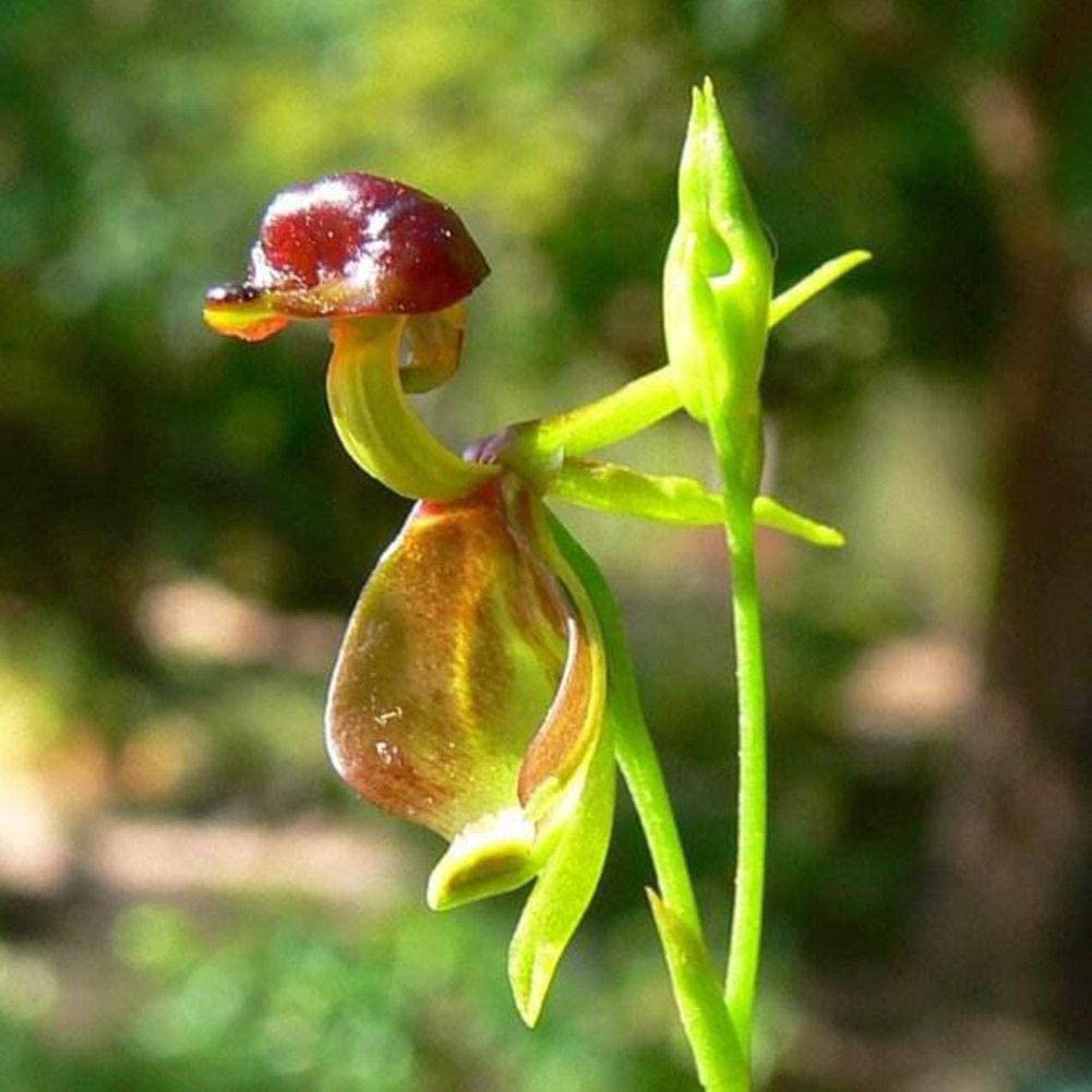 Rare Orchid Duck Flower
