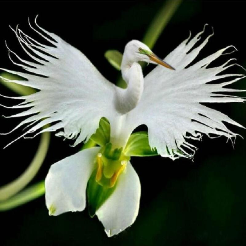 Rare White Flower Pics