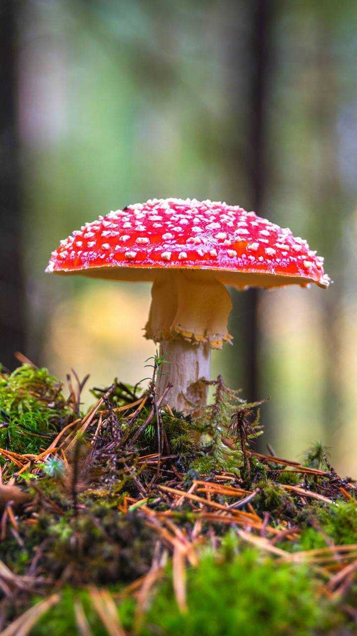 Red Mushroom Images