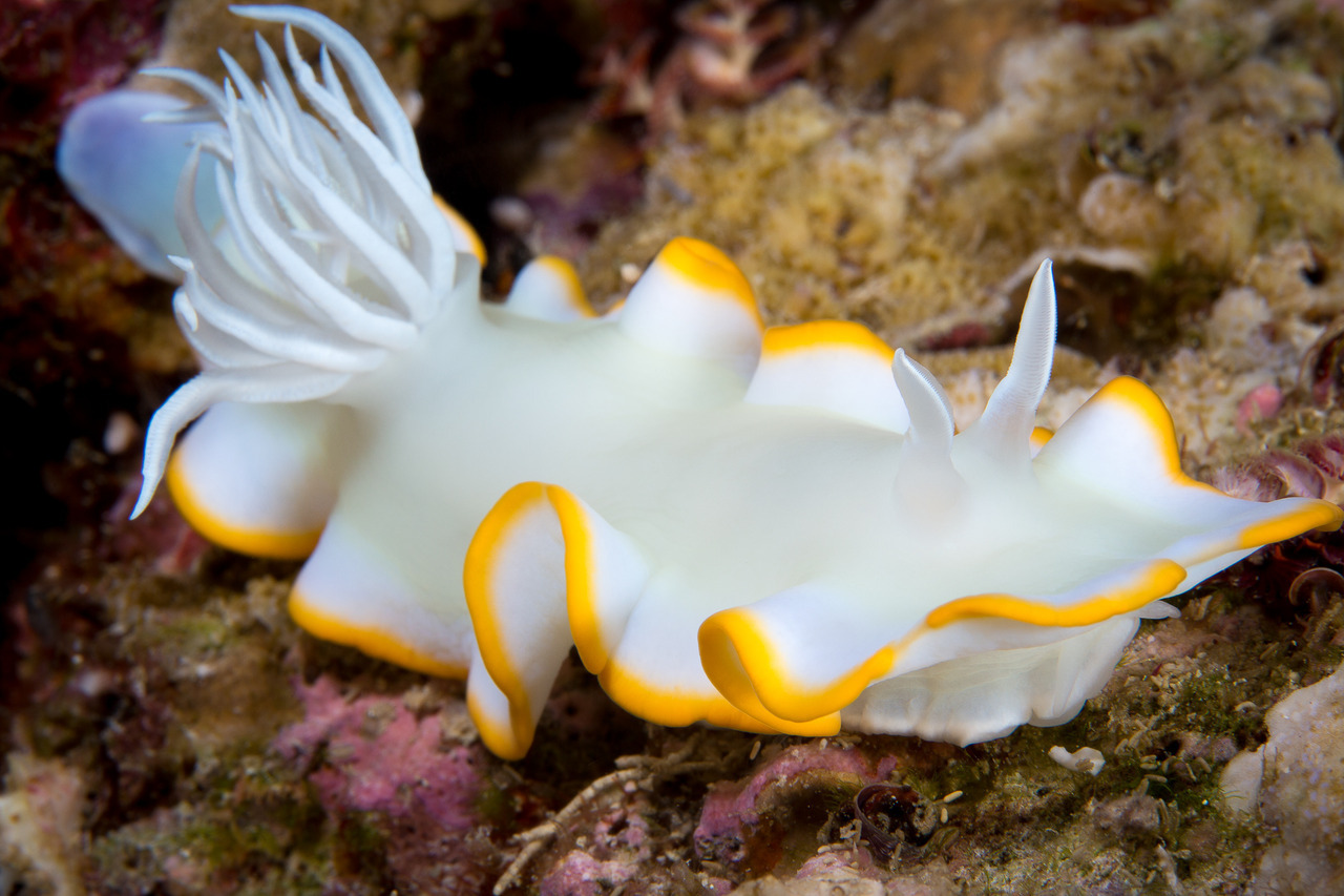 Sea Slug Under Water Photography