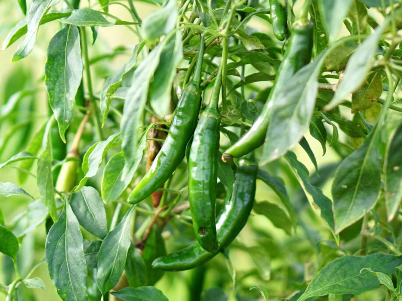 Serrano Pepper Plants