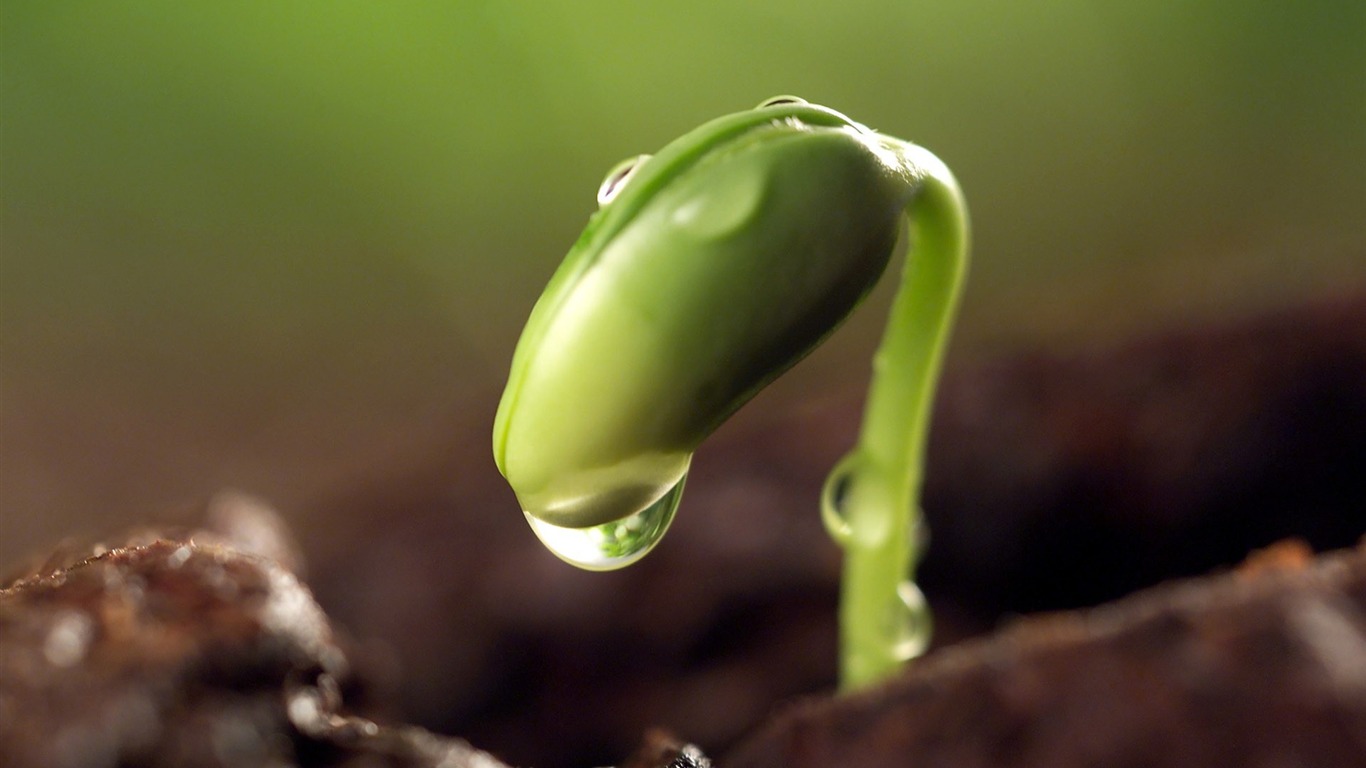 Sprout With Drops Plants Hd Images