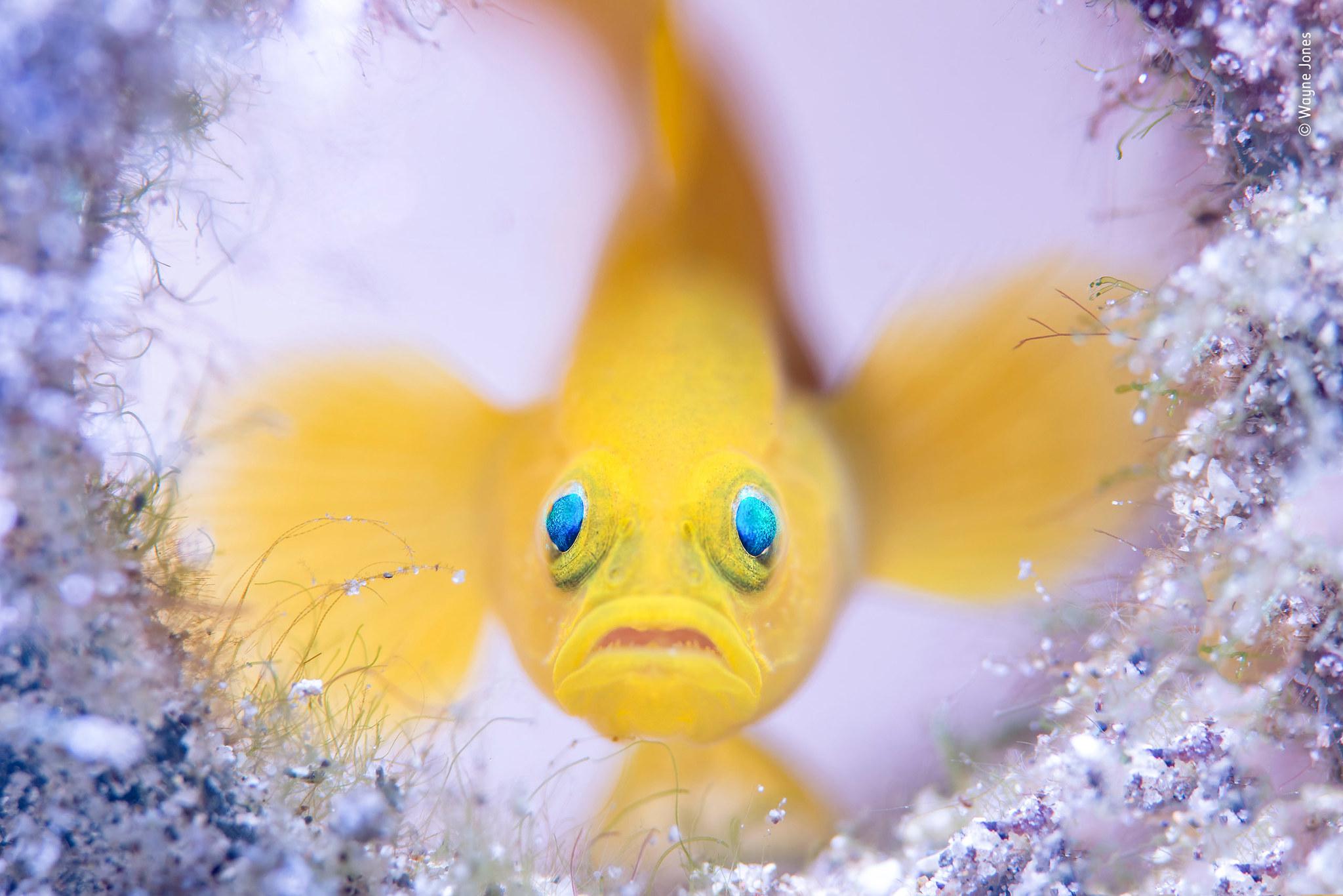 Stunning Fish Photography
