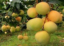 Organic Mango Pictures