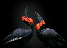 Amazing Birds Photography