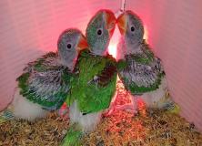 Indian Parrot Hd Images