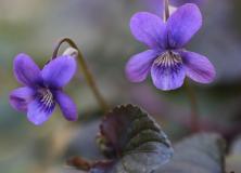 Beautiful Purple Color Flower Pictures