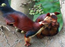 Indian Giant Malabar Squirrel Pictures