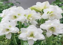 Beautiful Rare White Flower Pictures