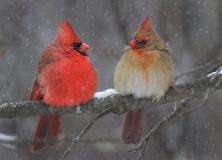 Northern Cardinal Beautiful Pictures