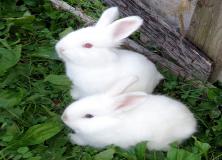 Cute White Rabbit Pictures