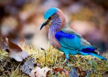 Indian Roller Bird Pictures