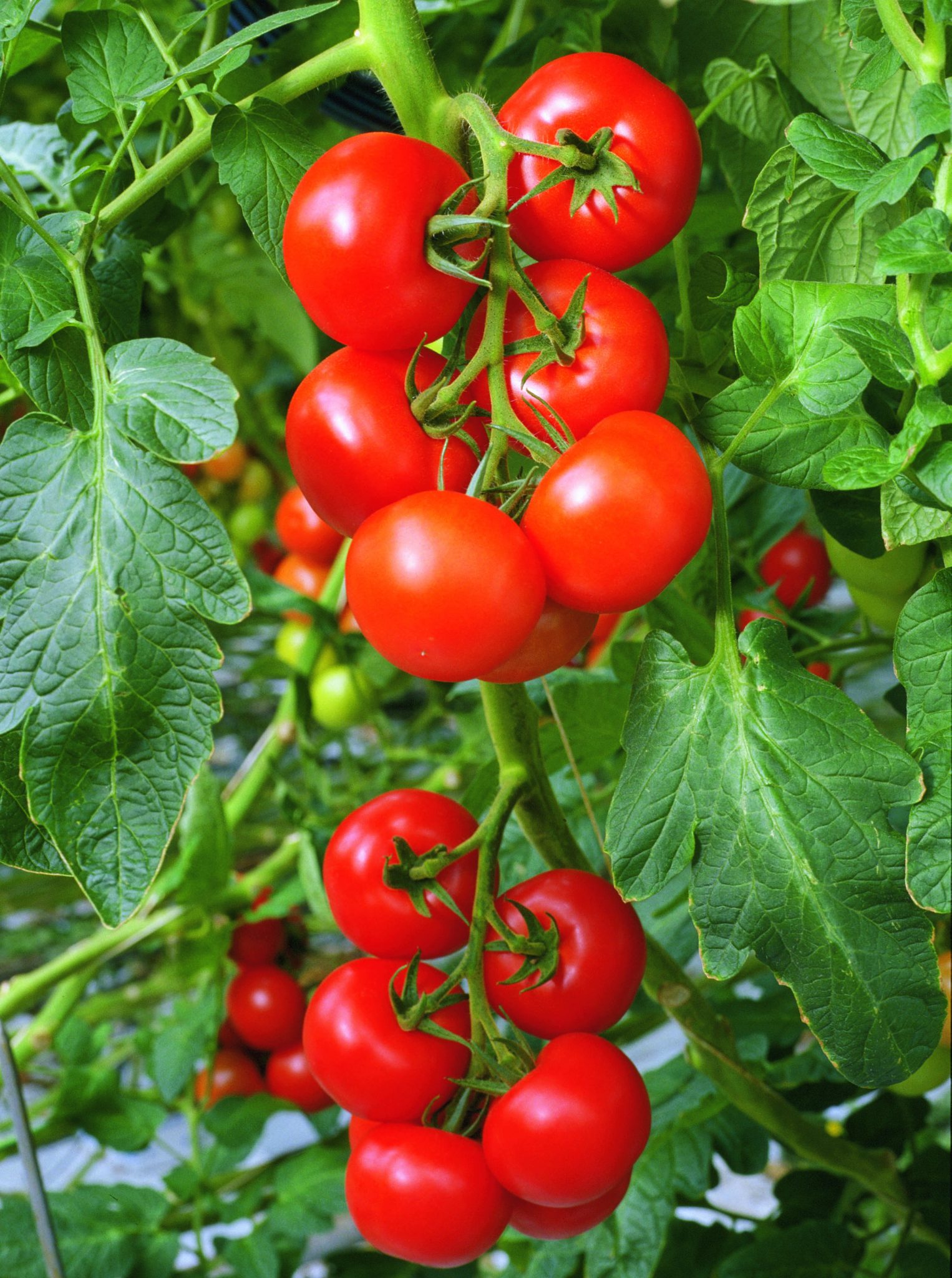 Tomato Plant Pics