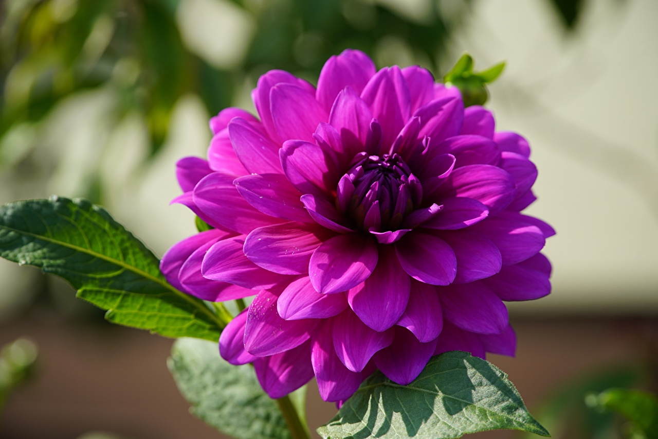 Violet Dahlias Flower Pictures