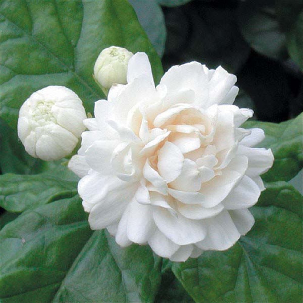 White Flower Fotos