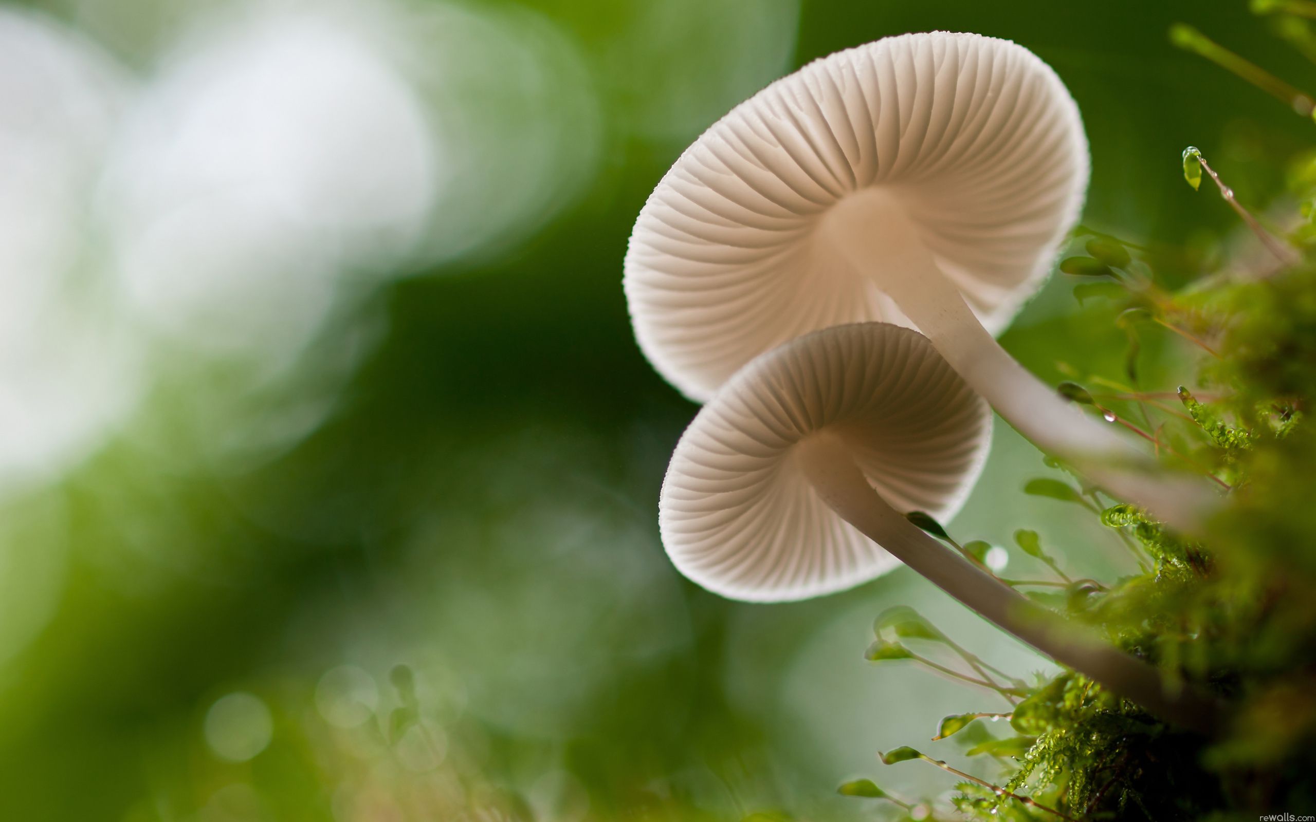 White Mushroom Image
