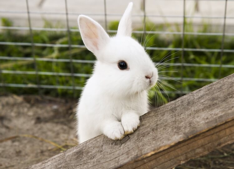 White Rabbit Rare Pics