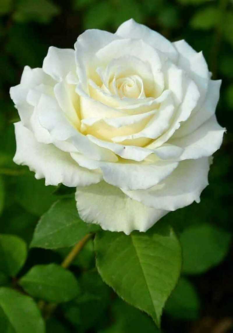 White Rose Flower Pictures