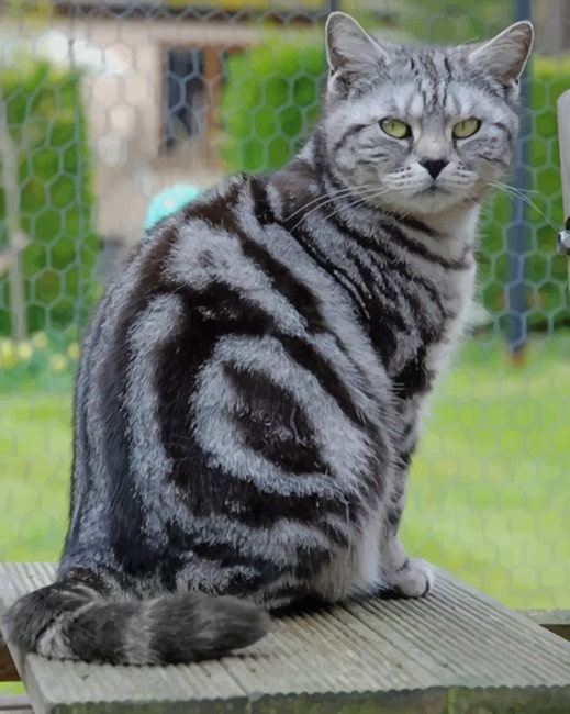 American Shorthair Cat Pics