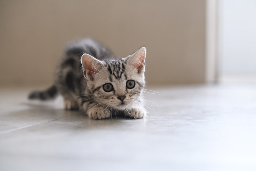 American Shorthair Cute Kitten Fotos